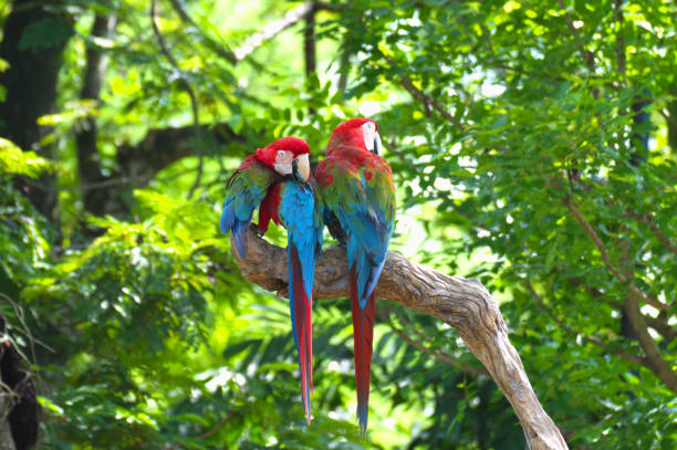 istock red marco parrot perched on a branch and cleaning feathers. 2155379020