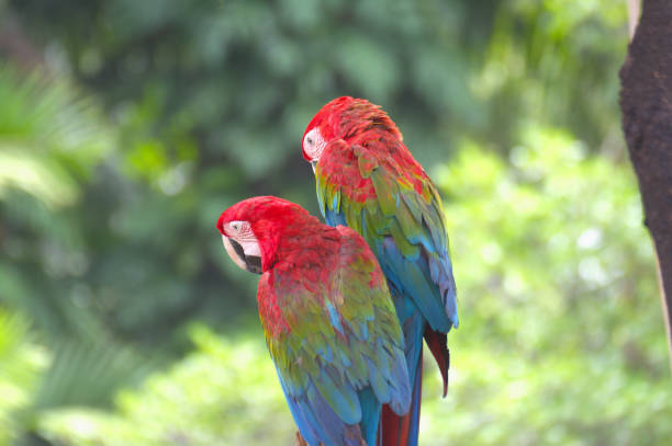 istock red marco parrot standing on a branch To rest under the shade of a tree. 2155379072