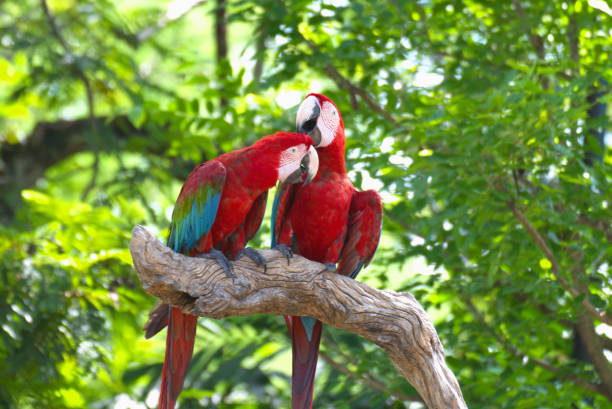 istock red marco parrot standing on a branch Cleaning each other's fur. 2155379105