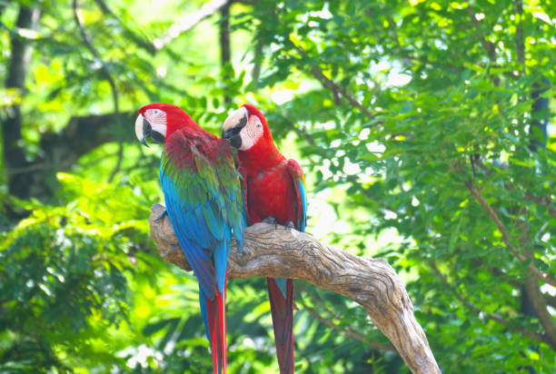 istock red marco parrot standing on a branch Cleaning each other's fur. 2155379125
