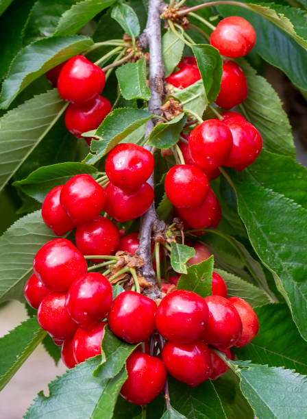 istock Cherry with leaf and stalk. Cherries with leaves and stalks. 2155379213