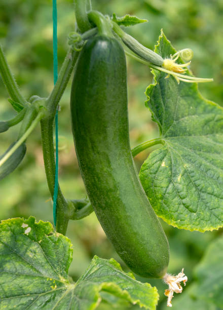 istock Green cucumber growing in field vegetable for harvesting. 2155379307