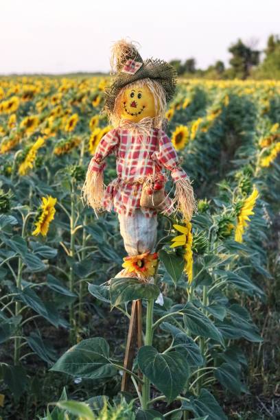 istock a cheerful scarecrow stands among a sunflower field 2155380651