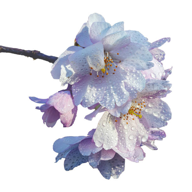 Early spring blooming sakura blossoms with raindrops close up white background isolated
