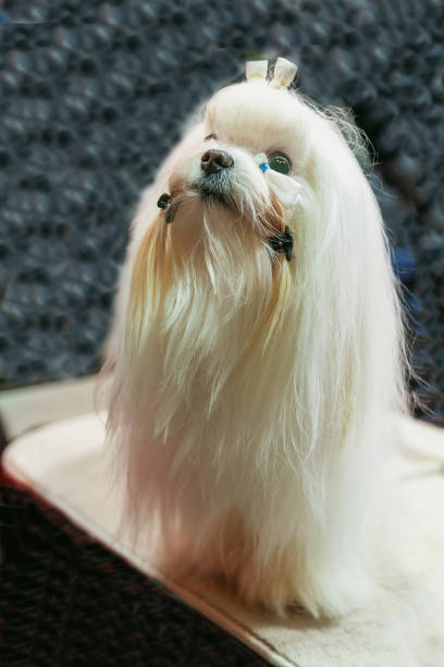 istock Coton de Tulear dog sitting with hairdo 2155380921