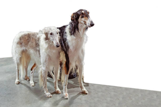 Two large standing Persian Saluki hounds with long hair at the show