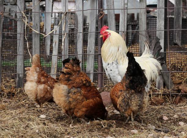 istock rooster and three hens walking in the farm yard 2155381085