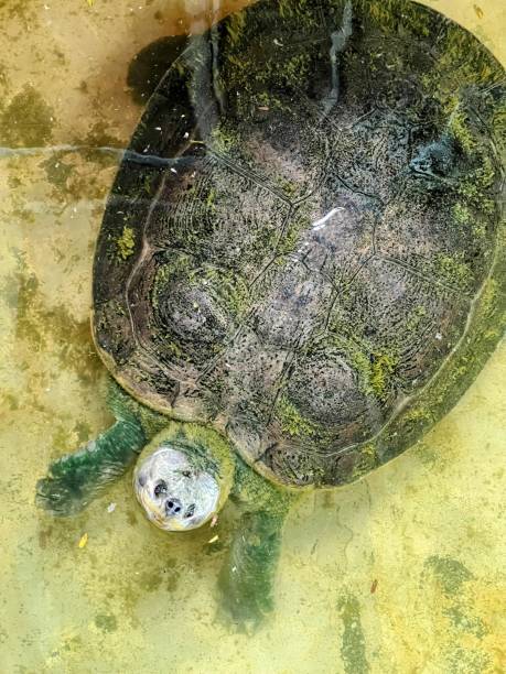 istock a photography of a turtle in a pond with a small turtle. 2155383002