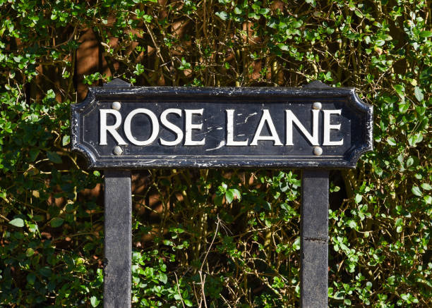 istock Rose Lane street sign 2155383292
