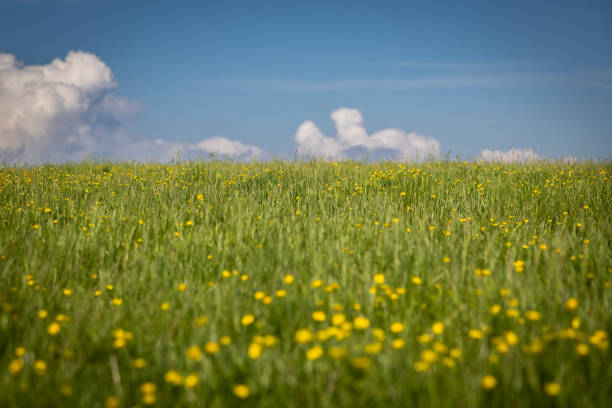 Buttercups in a meadow in Sussex, with focus on distance