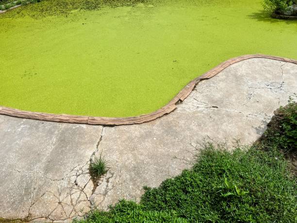 istock a photography of a pond with a green algae covering it. 2155383786
