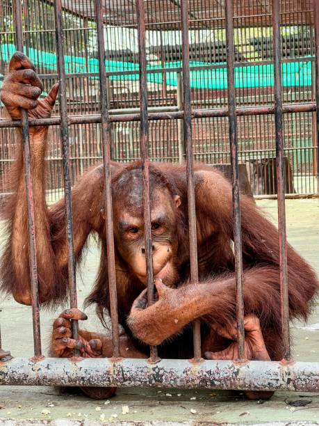 istock a photography of a monkey sitting in a cage with its hands on the bars. 2155384272