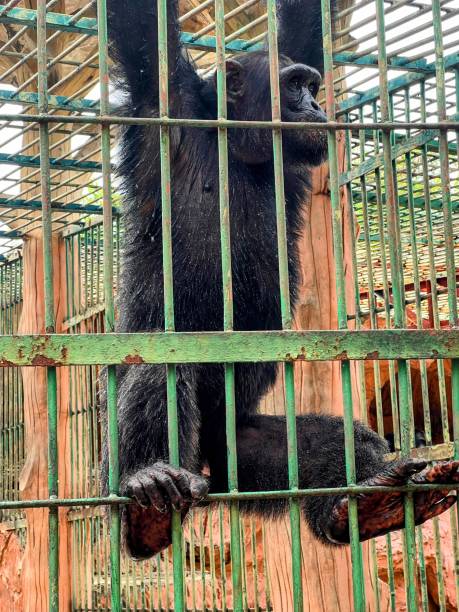 istock a photography of a monkey in a cage hanging from a wire. 2155384367
