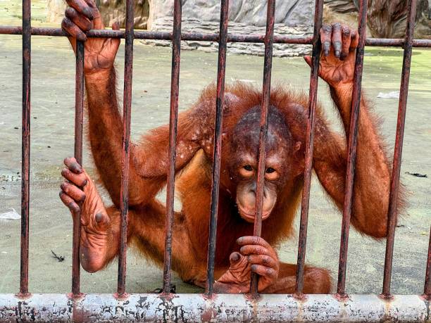 istock a photography of a monkey sitting in a cage with its hands on the bars. 2155384641