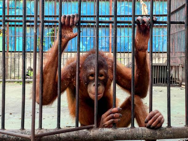 istock a photography of a monkey in a cage with its hands on the bars. 2155384730