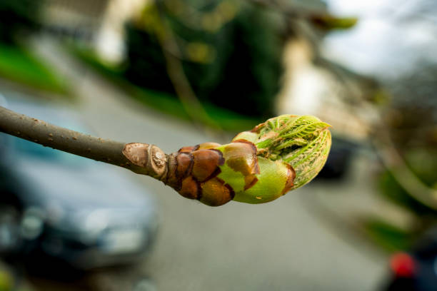 Chestnut tree in spring, March, branch with buds and young leaves, select focus