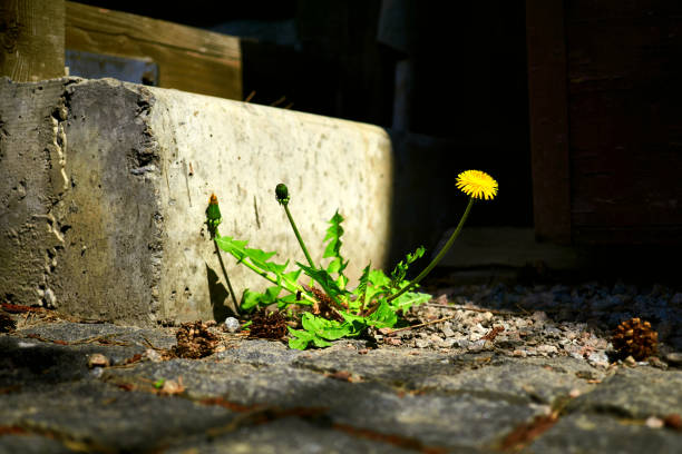 A cluster of dandelions emerges through sidewalk cracks, showcasing nature's strength against concrete patterns