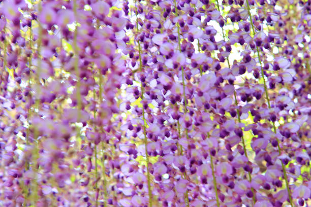 Background of purple wisteria swaying
