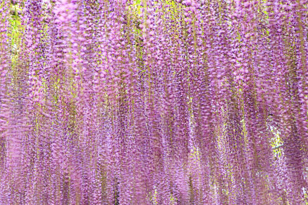 istock Background of purple wisteria swaying 2155385172