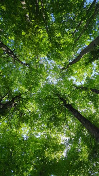 istock Reach to the sky 2155385719