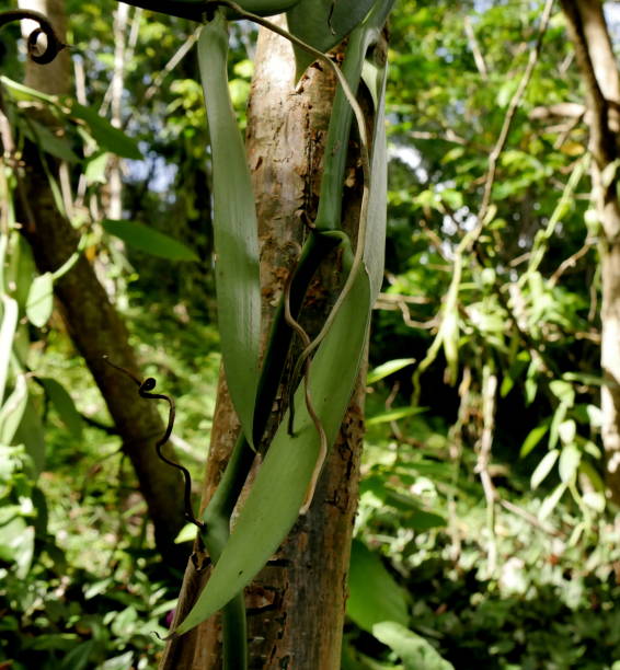 istock agroforestry of vanilla farming, vine growing over tree trunk 2155386989