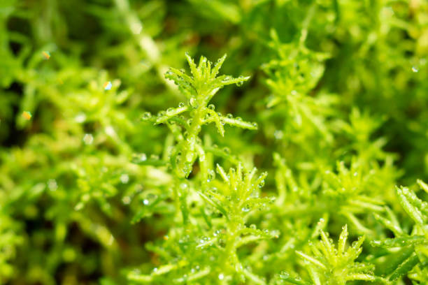 Sedum lineare or stonecrop, succulent, macro photo.