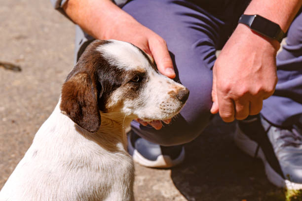istock Cute mongrel puppy sitting next to a man. Small dog and male hand close-up. 2155390607