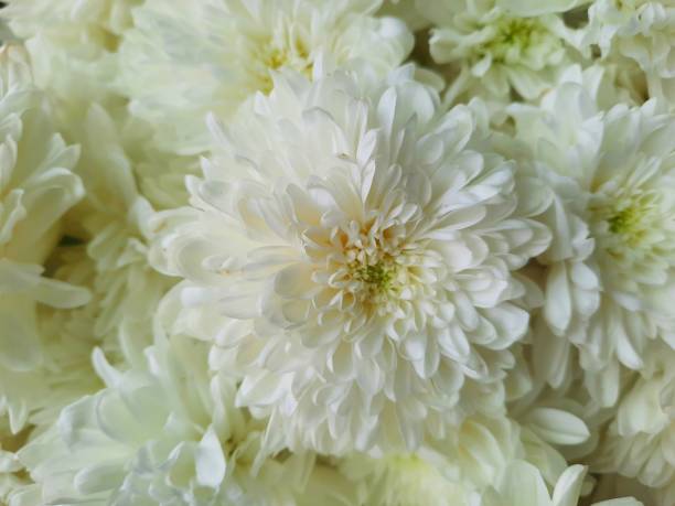 istock White chrysanths flowers in bloom photography 2155391678