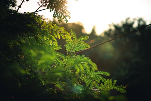 Green leaves in nature in summer ecology wallpaper background