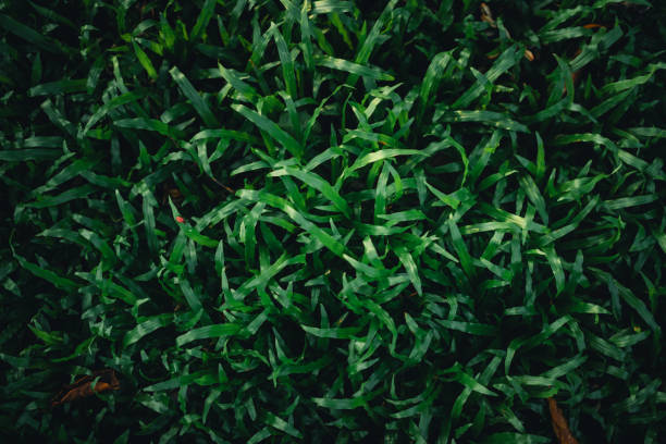 grass in a field on nature in evening at sunset