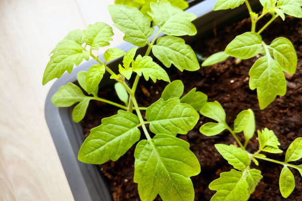 istock Close Up of a Plant in a Pot 2155392638