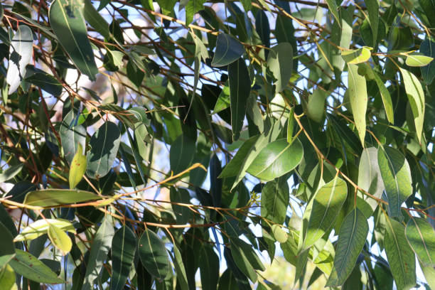 istock eucalyptus leaves in bushland 2155392987
