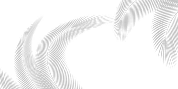 istock White background and blurred and gradient background of palm leaves 2155393060