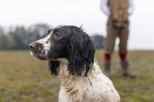 An eye-level close-up portrait of a wet spaniel staring into the distance. There is a farmer out of focus in the background. Captured in a peaceful countryside setting in Northumberland, in the North East of England.\n\nVideos are available similar to this scenario
