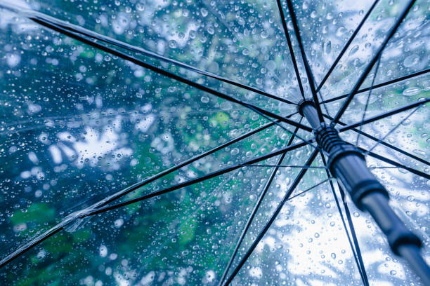 istock Raindrops fall on clear umbrellas under a dry tree branch and heavy rain thunderstorm 2155394091