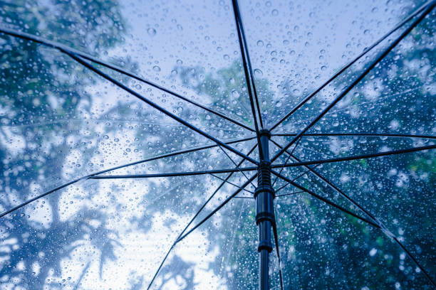 istock Raindrops fall on clear umbrellas under a dry tree branch and heavy rain thunderstorm 2155394092