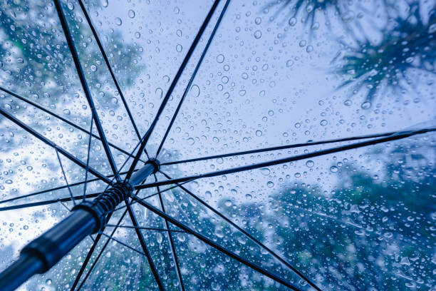 istock Raindrops fall on clear umbrellas under a dry tree branch and heavy rain thunderstorm 2155394101
