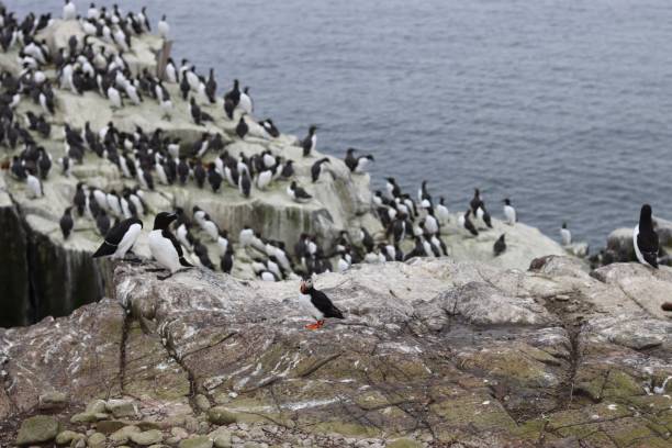 istock Puffin surrounded by guillemots and gulls on a rocky cliff 2155394482