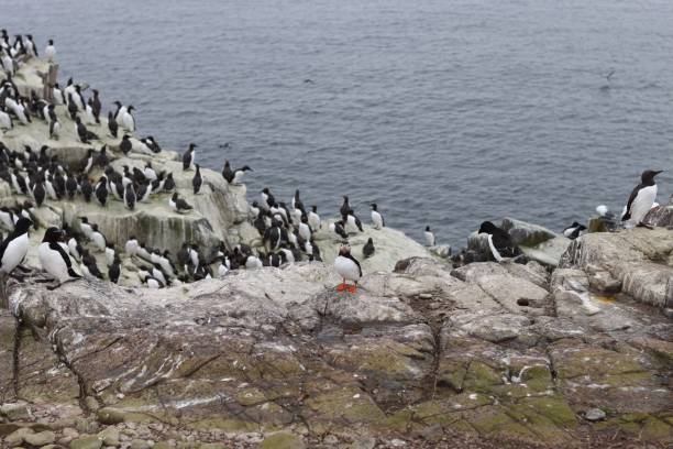 istock Puffin surrounded by guillemots and gulls on a rocky cliff 2155395009