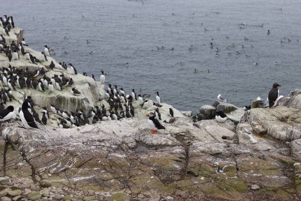 istock Puffin surrounded by guillemots and gulls on a rocky cliff 2155395078