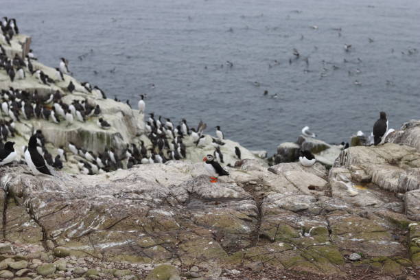 istock Puffin surrounded by guillemots and gulls on a rocky cliff 2155395124