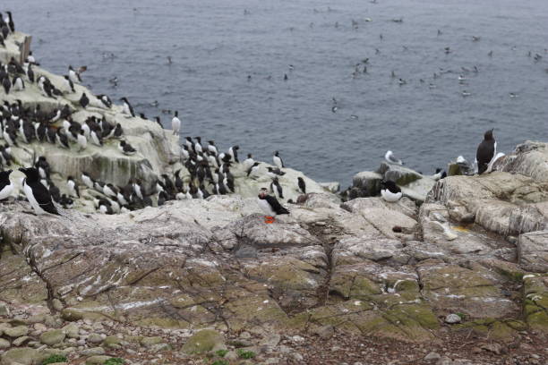 istock Puffin surrounded by guillemots and gulls on a rocky cliff 2155395168