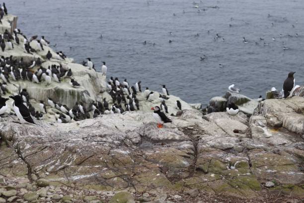 istock Puffin surrounded by guillemots and gulls on a rocky cliff 2155395180