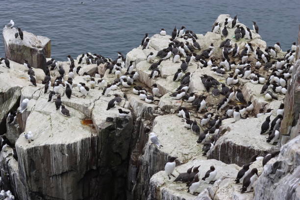 istock Guillemots and seagulls nesting on rocks on the Farne Islands 2155395506