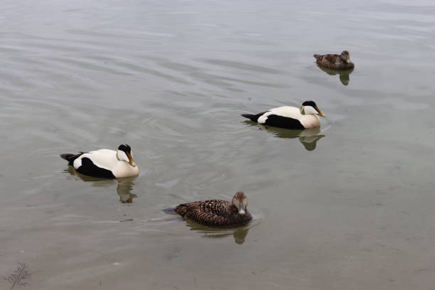 istock Eider ducks swimming on the sea 2155396587