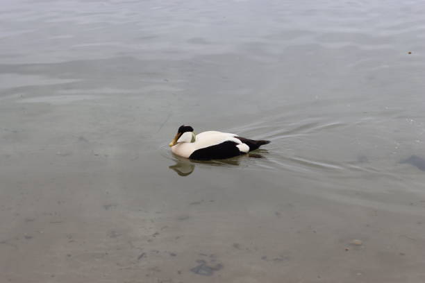 Close up of a male eider duck