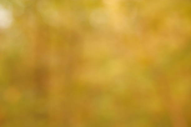 istock Blurred natural background. Leaves of trees in the grove. 2155397738