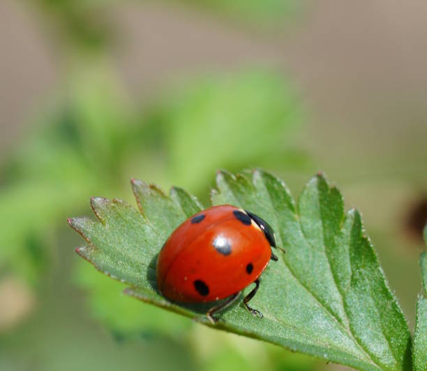 istock A little ladybug on a green leaf. Insects in nature. 2155397750