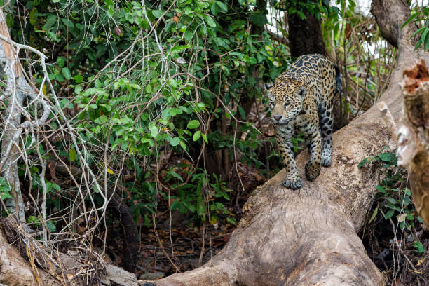 istock Jaguar in the Pantanal wetlands 2155398522