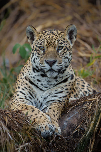 istock Jaguar in the Pantanal wetlands 2155398760